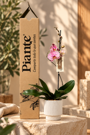 Orquídea Grandi Premium Salmon Jupiter en Matera Acanalada