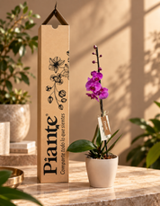 Orquídea Grandi Premium Morada Evolution en Matera Taupe 15