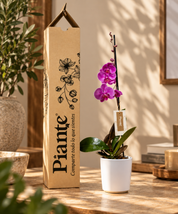 Orquídea Grandi Premium Morada Evolution en Matera Ceramica Blanca
