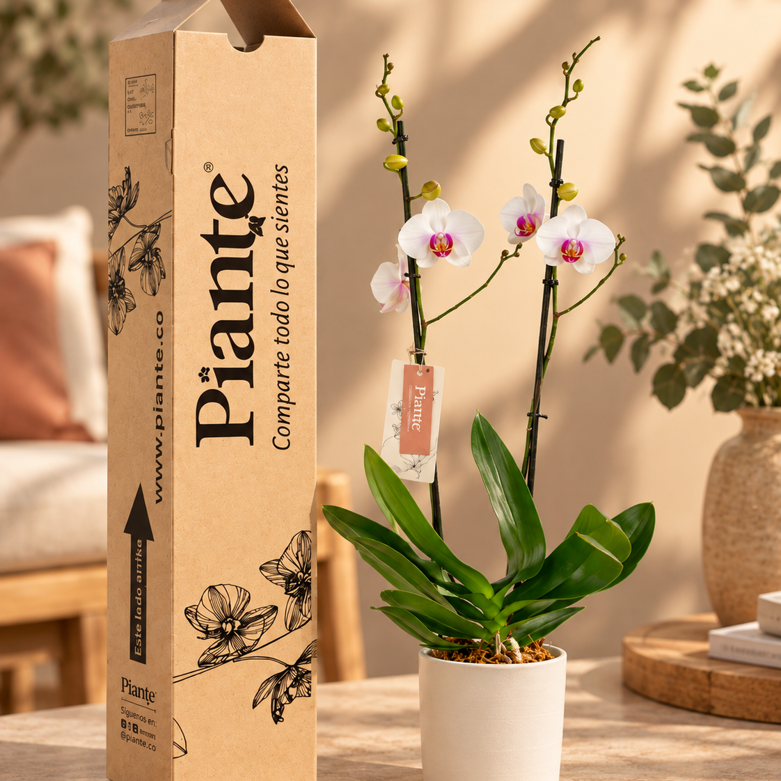 Orquidea_Piante_junto_a_su_caja_de_regalo_1.png