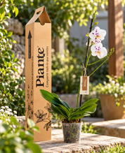 Orquídea Grandi premium Exotica Palamos