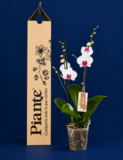Orquídea Grandi supreme Blanco Labio Rojo Mountion