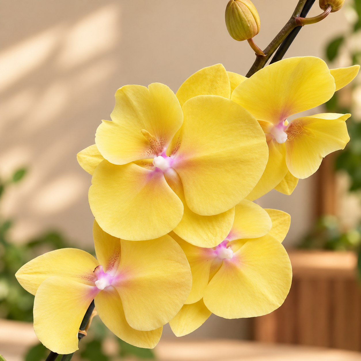 Orquídea Grandi Supreme Amarilla Mantha Palau