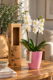 Orquídea Mediana Supreme Blanca en Ceramica Rosa