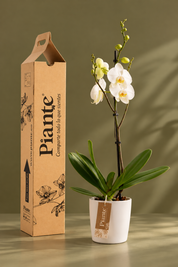 Orquídea Grandi Premium Blanca Nottingham en Matera Ceramica