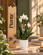Orquídea Grandi Elite Blanco Nottingham en Matera Acanalada