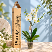 Orquídea Grandi premium Blanco Nottingham