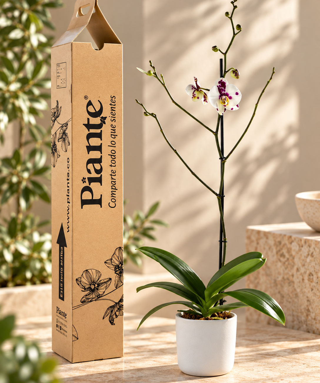 Orquidea_elegante_junto_a_empaque_botanico.png
