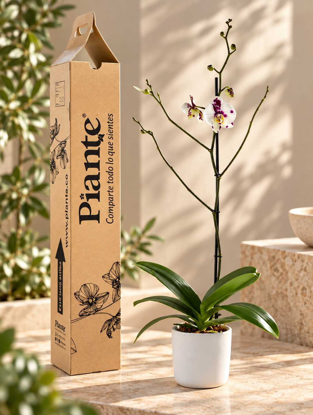 Orquídea Grandi premium Exotica Palamos en matera cerámica