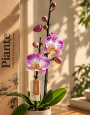 Orquídea Grandi Supreme Exotica Sunca Split en Taupe 15