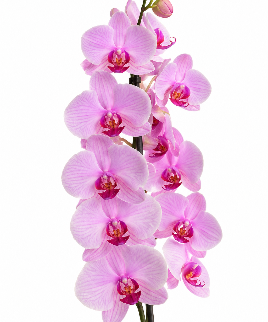 Orquidea_fucsia_sobre_fondo_blanco.png