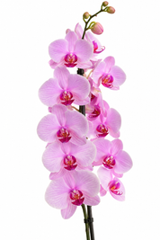 Orquídea Grandi Premium Rosada en Matera Ceramica