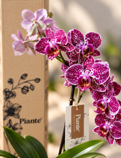 Orquídea Midi Premium Exotica Cadiz