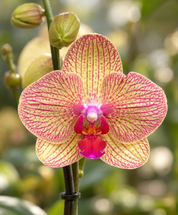 Orquídea Grandi supreme Exotica Ravello