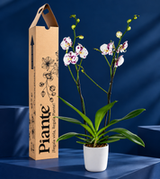 Orquídea Grandi supreme Exotica Palamos en matera ceramica