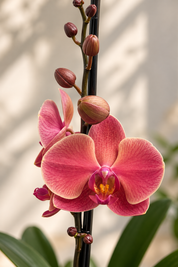Orquídea Grandi Supreme Salmon Narbone