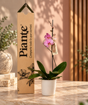 Orquídea Grandi Premium Salmon Jupiter en Matera Ceramica Blanca