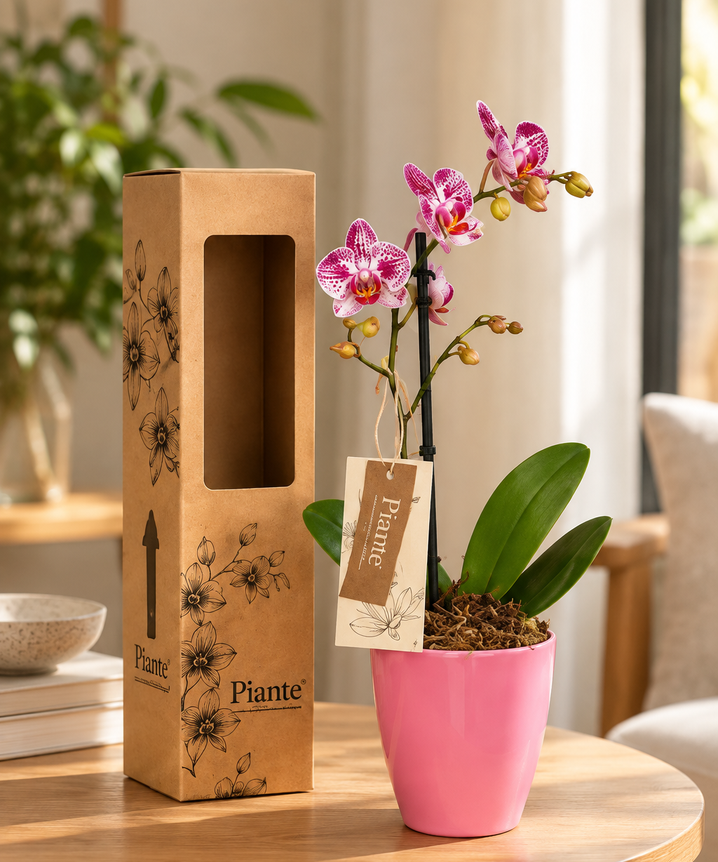 Orquidea_rosa_junto_a_caja_botanica.png