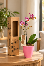 Orquidea Mediana Premium de Temporada En Matera Rosa
