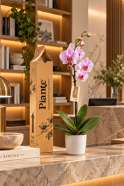Orquídea Grandi Premium Rosada en Matera Ceramica