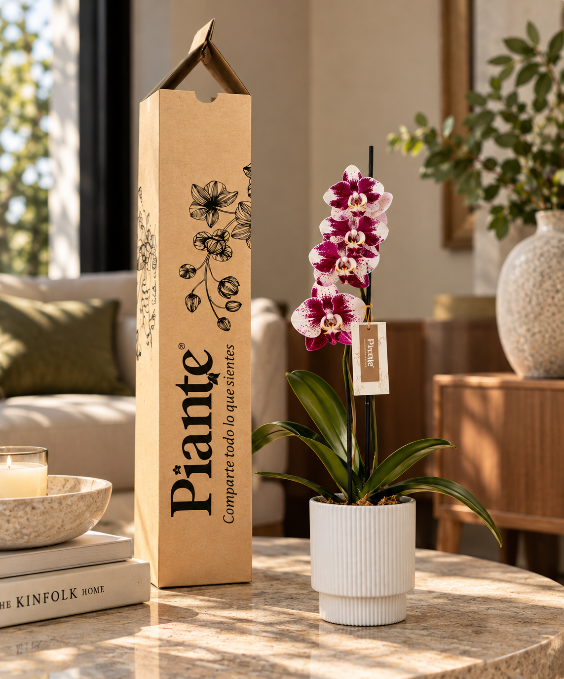 Orquídea Grandi Premium Exotica Barcelona en Matera Acanalada