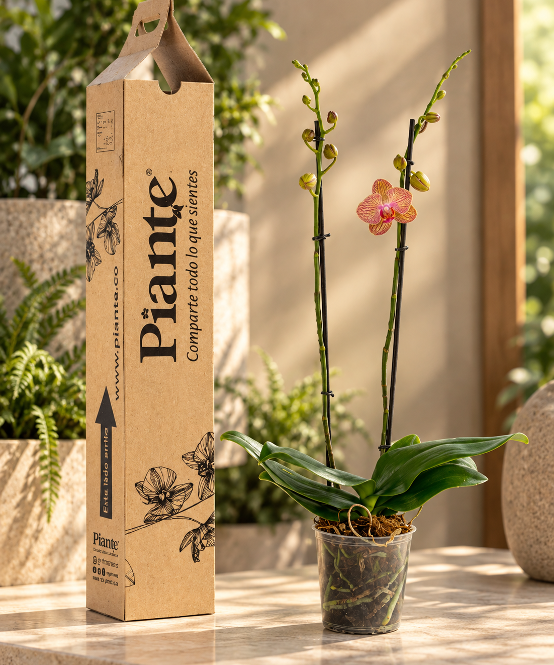 Orquidea_y_empaque_Piante_en_luz_calida.png