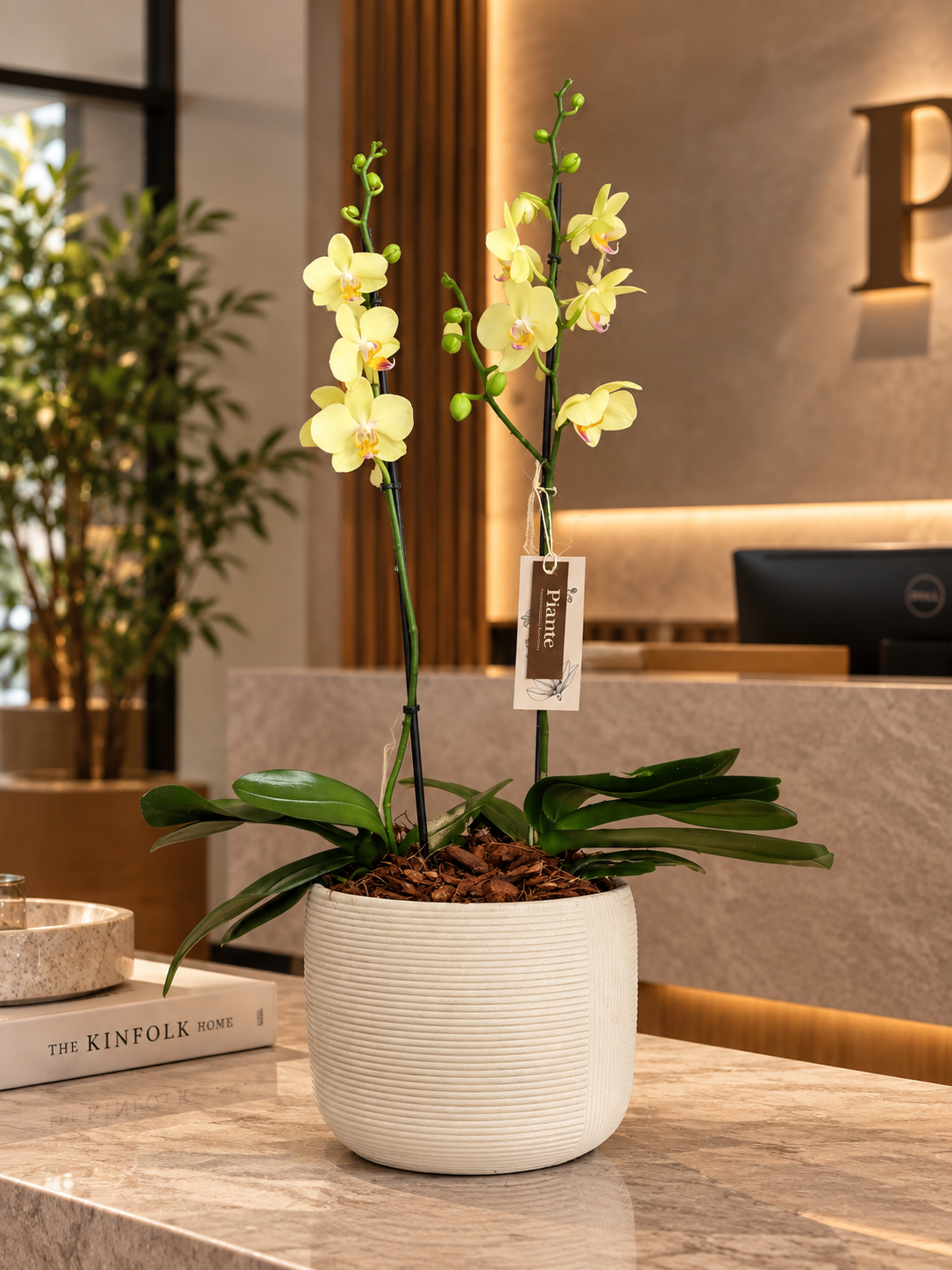 Arreglo de Orquídeas Grandi Premium Amarillas en Matera Contemporaneo L.