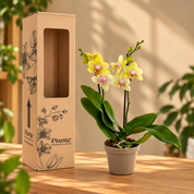 Orquídea Mini Supreme Amarillo Pereira