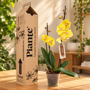 Orquídea Grandi Supreme Amarilla Mantha Palau