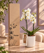 Orquídea Midi Supreme Blanco Lech en Matera cerámica