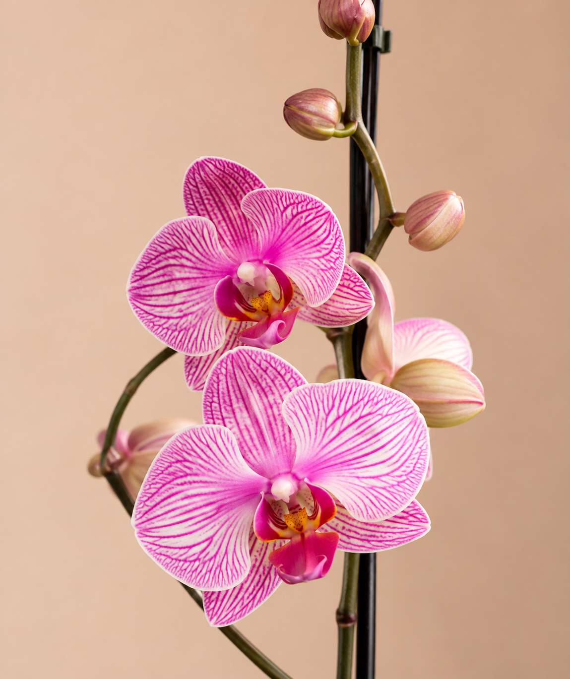 Orquideafucsiaenflorycapullos.png