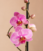 Orquídea Grandi Premium Salmon Jupiter en Cultivo