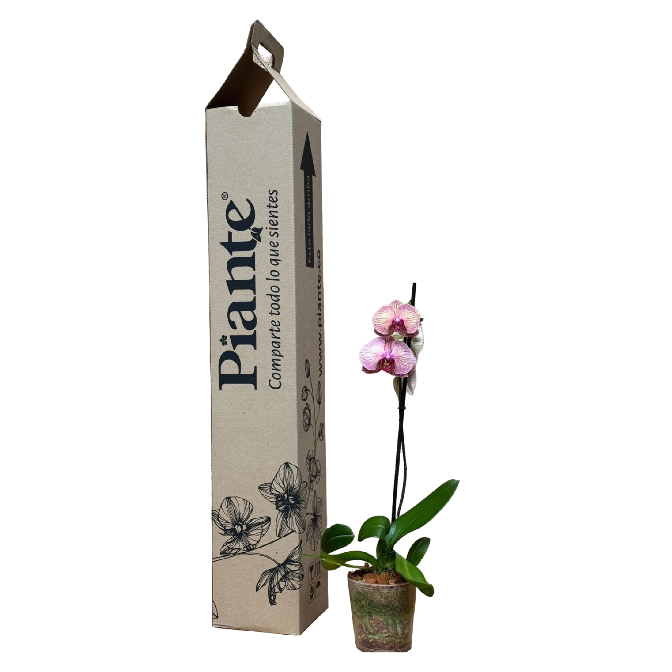 Orquideagrandepremiumexoticaravello_5b5eaa62-c112-455c-a793-3b7fc5df2369.png