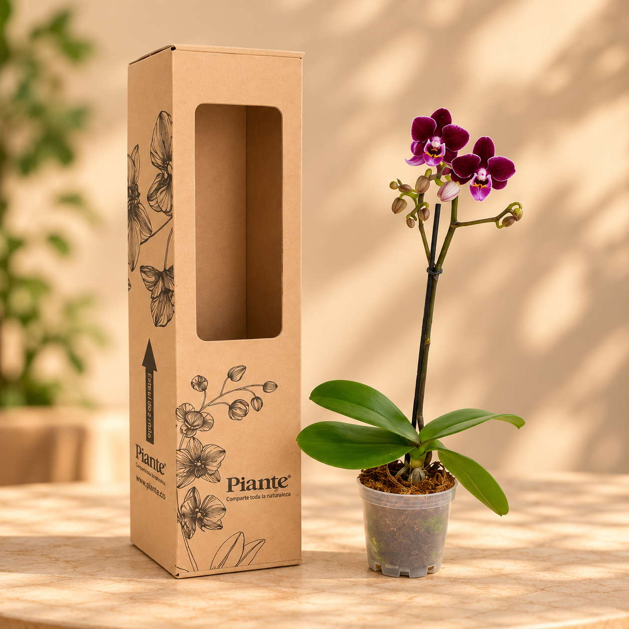 OrquideajuntoacajaPiante_7d262b9f-eb2e-4c71-807f-c9a8d012d308.png