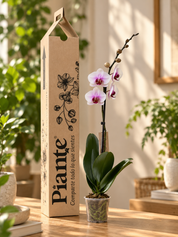Orquídea Grandi premium Blanco Labio Rojo Toronto