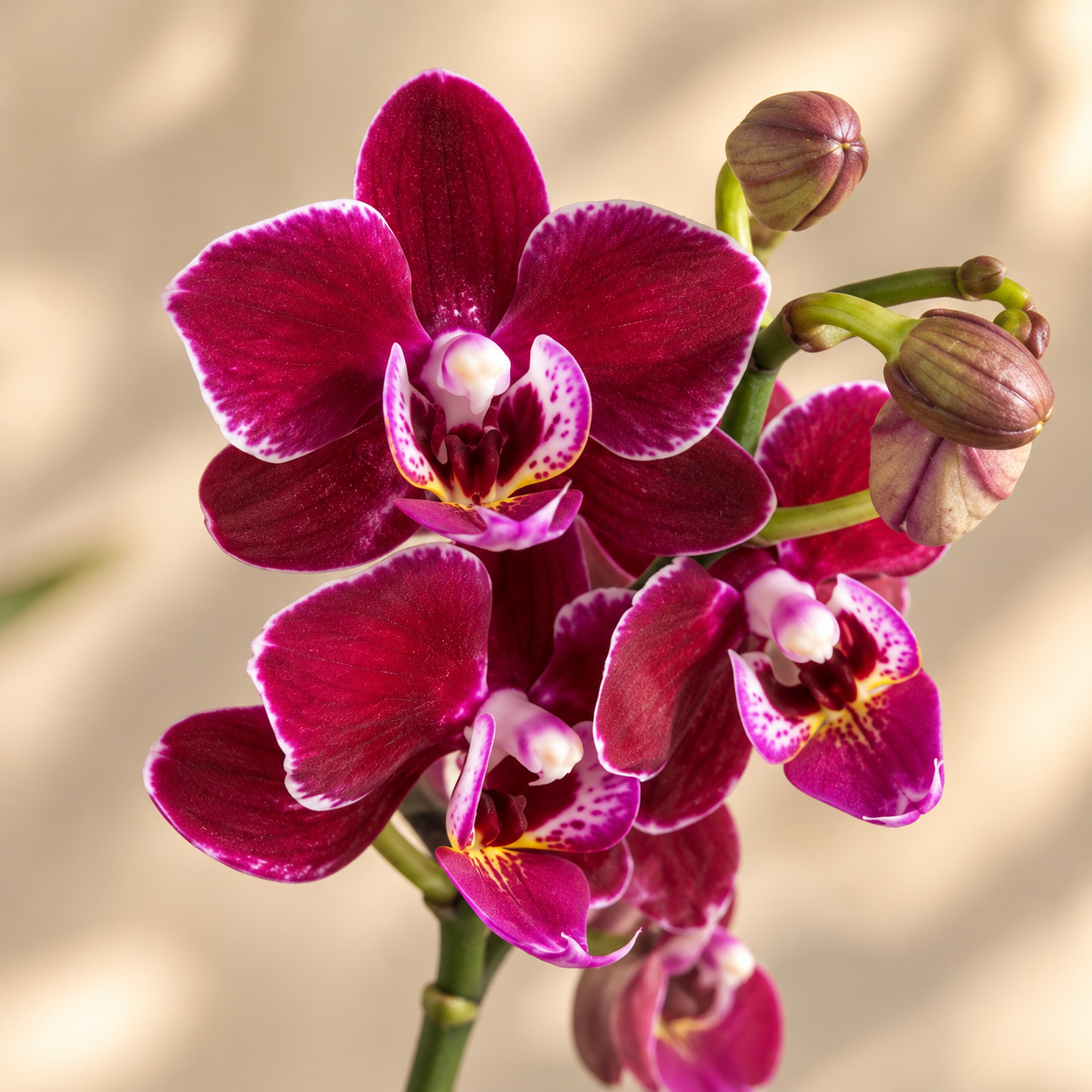 Orquídea Mini Premium Morada Santa Barbara