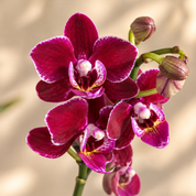 Orquídea Mini Premium Morada Santa Barbara