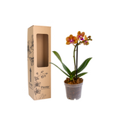 Orquídea Mini Premium Amarillo Penelope