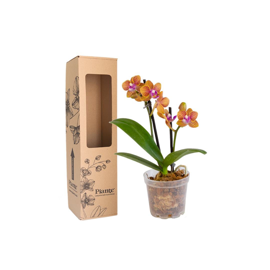 Orquídea Mini SUPREME AMARILLO Penelope
