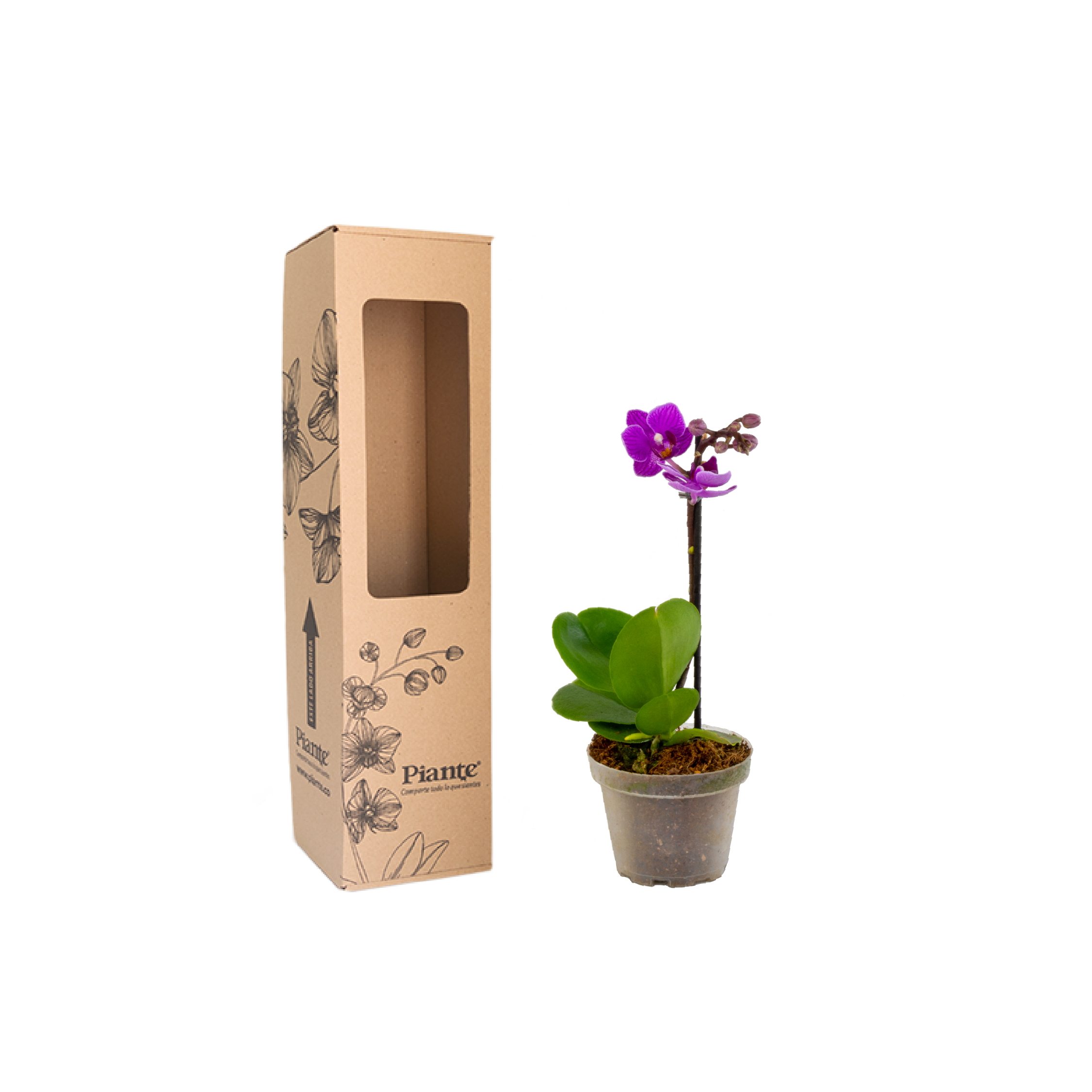 OrquideaminipremiumRefugio.png