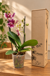 Orquídea Midi Supreme Exotica Codigo en Matera de Cultivo.