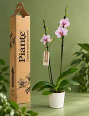 Orquídea Grandi supreme Rosado Goteborg en matera ceramica