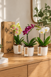 Combo x3 Orquídeas Mini Premium en Matera Ceramica