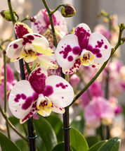 Orquídea Grandi Supreme Palamos en Taupe 15