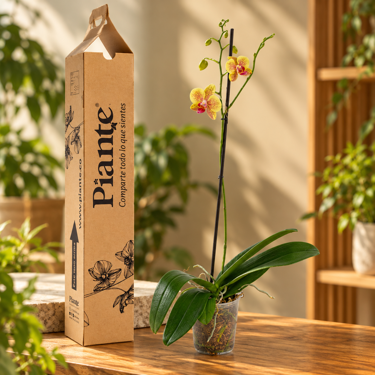 Orquídea Grandi premium Exotica Pulsation