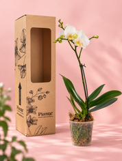 Orquídea Midi Premium Lech
