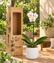 Orquídea Midi Premium San Jose en Matera Ceramica