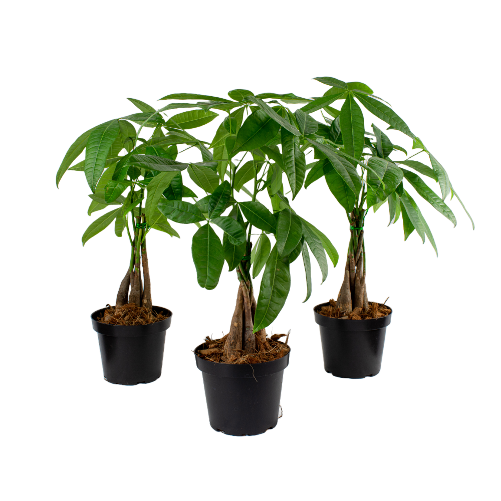Pachira_cultivo.png