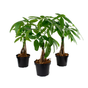 Kit Pachira X3 - Bonsai árbol del dinero