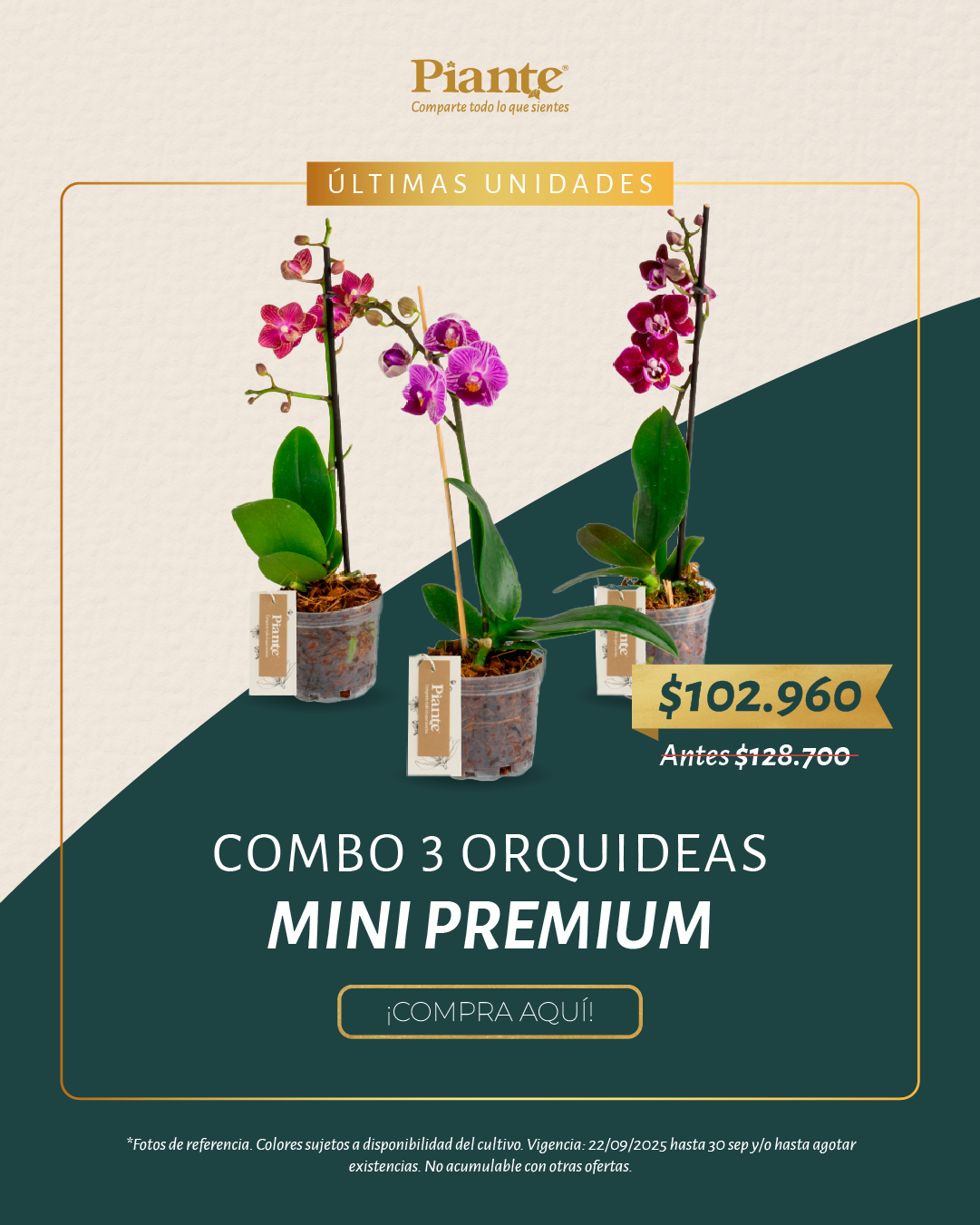 Combo Amix X3 Orquídeas Mini Premium en Matera de Cultivo.